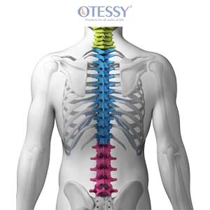 Everything-about-the-spine-and-complications-min